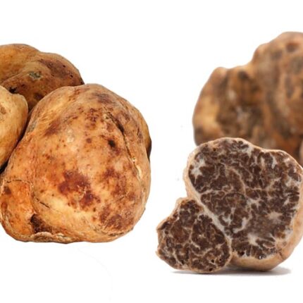 Tartufo-bianchetto-Oltrepò-Pavese-Tenuta-Perotti