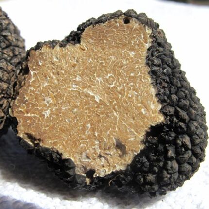 Tartufo-nero-estivo-Perotti-tenuta-oltrepò-Pavese-Valorsa
