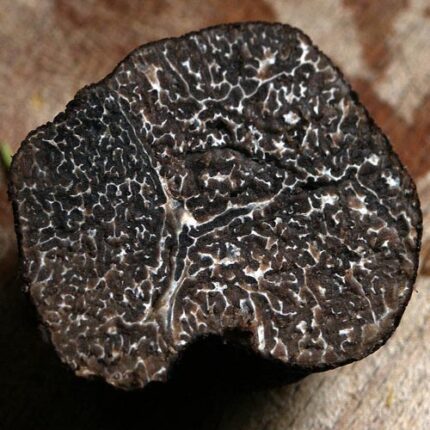 Tartufo-nero-pregiato-Perotti-tenuta-oltrepò-Pavese-Valorsa